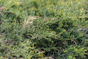 Fir-Tree Branches Background