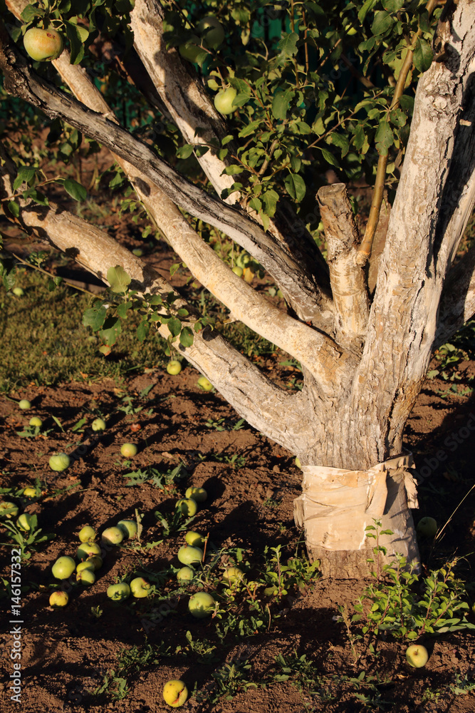 Canvas Prints Whitewashed old apple tree and fallen apples in the August garden