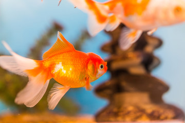 One goldfish swimming in aquarium macro closeup