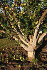 Whitewashed old apple tree and fallen apples in the August garden