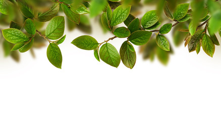 Fresh green leaves background