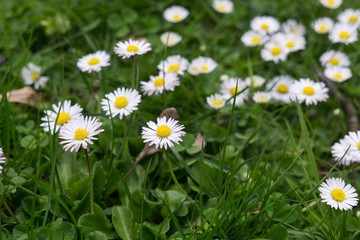 Camomile daisy flowers