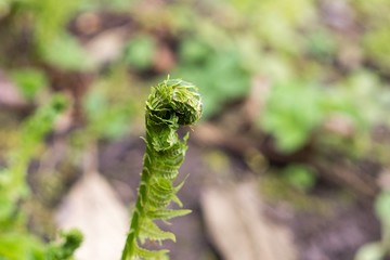 Fern during spring. Slovakia