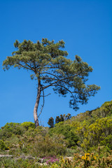 Fototapeta na wymiar pine tree on green field