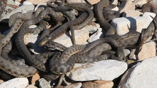 Snakes starts in the spring mating season.Many snakes gathered in the tangle