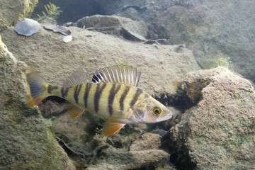 Freshwater fish perch (perca fluviatilis) in the beautiful clean pound. Underwater shot in the lake. Wild life animal. Perch in the nature habitat with nice background. Live in the lake. - obrazy, fototapety, plakaty