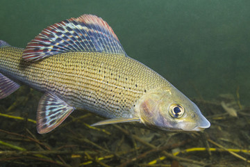 Grayling (Thymallus thymallus). Swimming freshwater fish Thymallus thymallus, underwater...