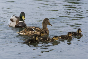 Duck mother with chicks