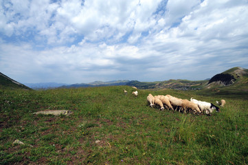 Artvin,is a city in northeastern Turkey about 30 km inland from the Black Sea.There are amazing plateaus and small crater lakes on the its muntains.