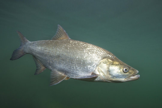 Close up photography of predatory fish Asp (Aspius aspius). Freshwater fish in the clean river and  green background. Swimming Asp fish.