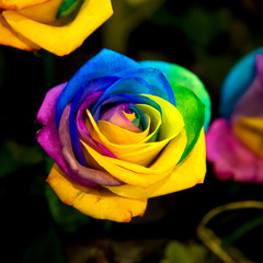 Fototapeta na wymiar Rainbow rose flower.
