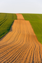 Agricultural land with fresh crops