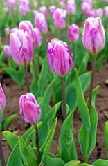 Purple tulips in the spring garden