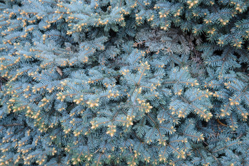 Fir-Tree Branches Background