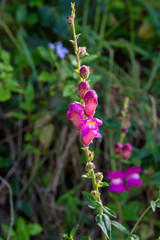 red flower on green field