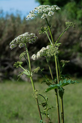 white flower on green field