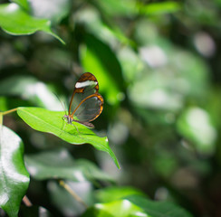 delicate glass butterfly with transparent wings on green leaf
