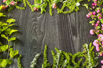 Frame of a green plant on a black wooden background.