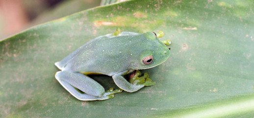 True tree frog sighted in remnant of Atlantic Rainforest