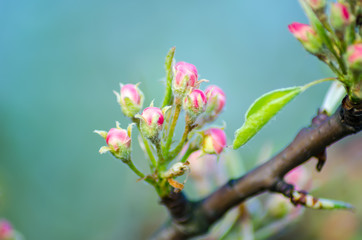 In spring, flowers are blossoming on the apple tree branch.
