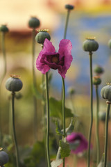 Delicate poppy flower in a field on nature in sunlight on a light background. Spring. Summer. Borders pattern for design. Aerial delicate poppy flower petals and green poppy boxes.