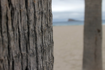 Fototapeta premium tronco de palmera