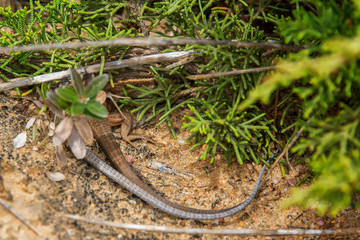 two litle lizards playin