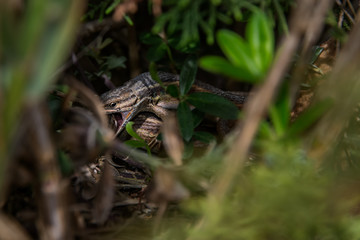 two litle lizards playin
