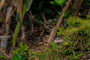two litle lizards playin