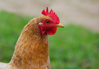 Home poultry chickens grazing and walking outdoors