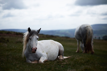 Obraz na płótnie Canvas wild white mountain horse lying down, cloudy day, brecon beacons national park, Wales 