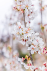 Hanging white cherry blossoms on tree vine macro closeup