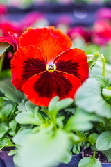 Macro closeup of one large red pansy flower