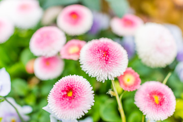English daisy or bellis perennis plant with colorful pink and white flowers macro closeup © Kristina Blokhin