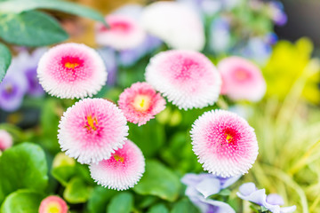 English daisy or bellis perennis plant with colorful pink and white flowers macro closeup © Kristina Blokhin