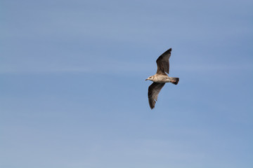 Obraz premium Seagul flying in blue sky
