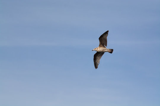 Seagul flying in blue sky