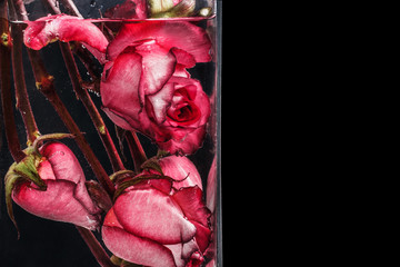 Red roses in water on black background