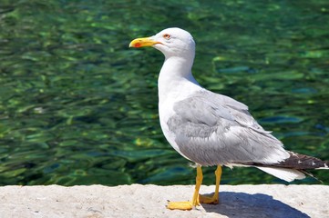Beautiful photo of seagull bird with water behind, can be used also as background