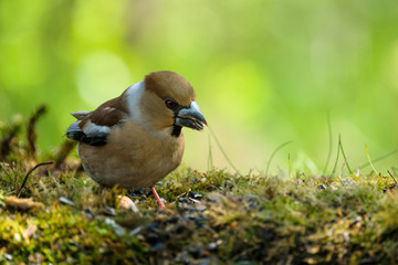 Hawfinch female