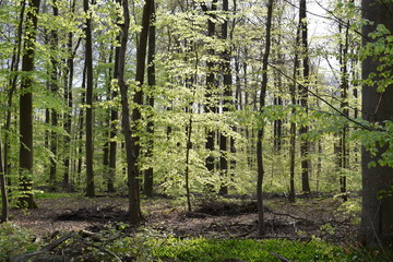 Wald, Tor, Bäume