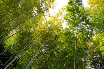 竹林