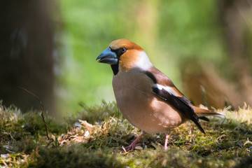 Hawfinch male