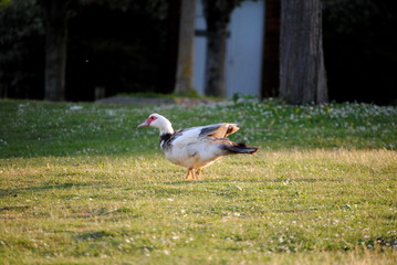 Canard de barbarie