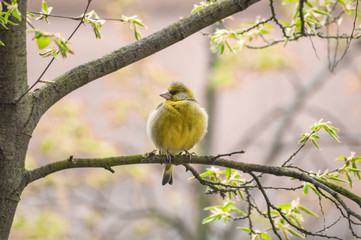 Kugelrunder Vogel im Baum