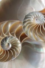 nautilus shell cross section spiral symmetry Fibonacci half golden ratio structure growth close up...