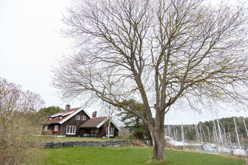 House and big tree