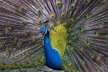 Obraz premium Real_1