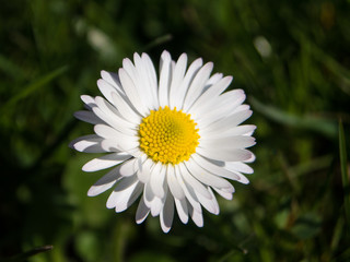 Fototapeta premium Beautiful Daisy flower on a meadow
