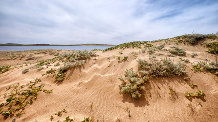 Sand dune landscape close up of small plants in the foreground. Ripple pattern in the sand. Location: Northern California coast at Pt. Reyes National Seashore